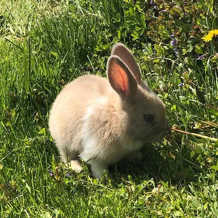 Apartment Gut Mitterlehen Elsbethen