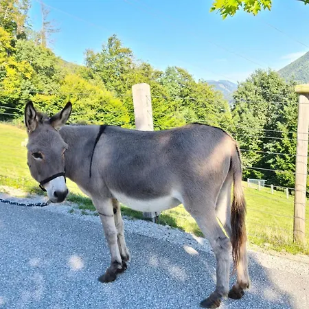 Gut Mitterlehen Апартаменты *