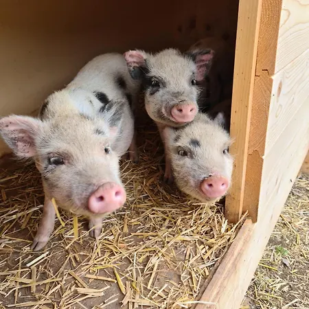 Apartment Gut Mitterlehen Elsbethen