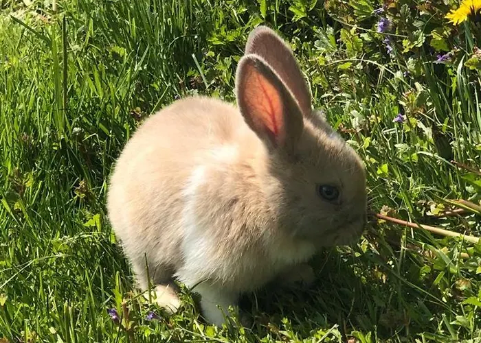 Apartment Gut Mitterlehen Elsbethen