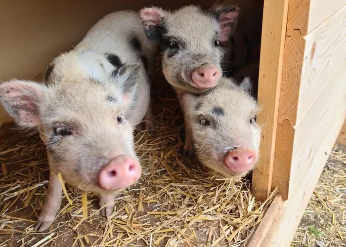 Apartamento Gut Mitterlehen Elsbethen